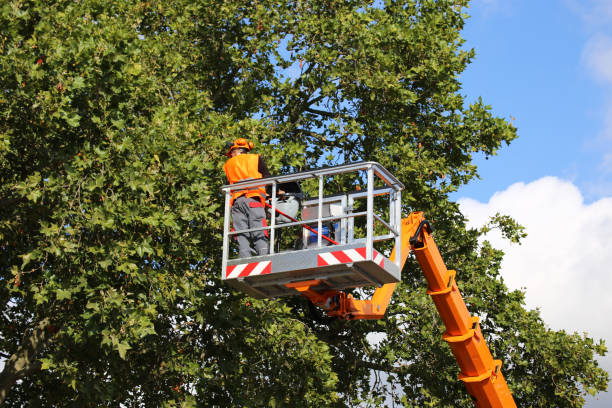 Best Utility Line Clearance  in Speers, PA