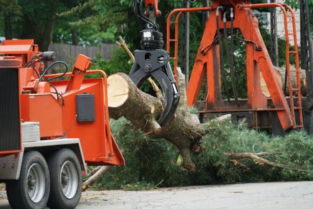 Best Stump Grinding and Removal  in Speers, PA