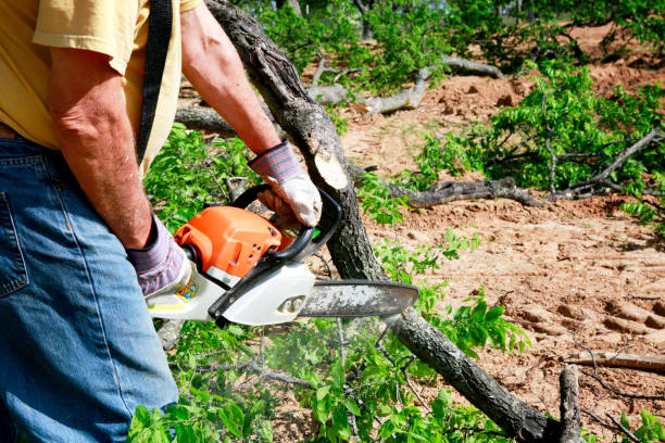 Best Hazardous Tree Removal  in Speers, PA